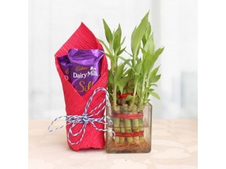 Send Plants to Delhi on Same Day Delivery with best discount from OyeGifts