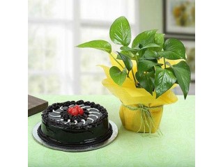 Send Plants to Bangalore on Same Day Delivery from OyeGifts